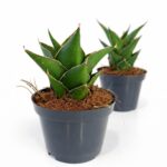 Sansevieria Temple Crown