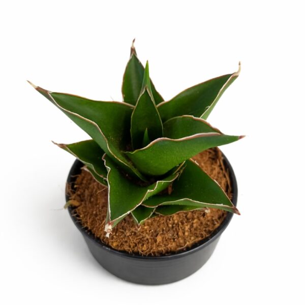 Sansevieria Temple Crown