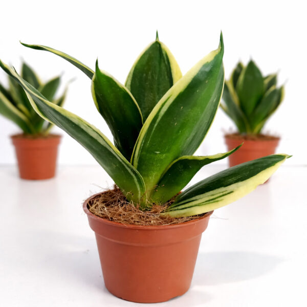 Sansevieria gwinejska Golden Hahnii