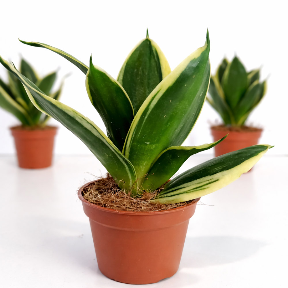 Sansevieria-gwinejska-Golden-Hahnii