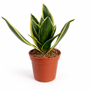 Sansevieria gwinejska Golden Hahnii