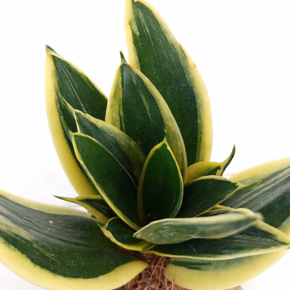 Sansevieria gwinejska Golden Hahnii