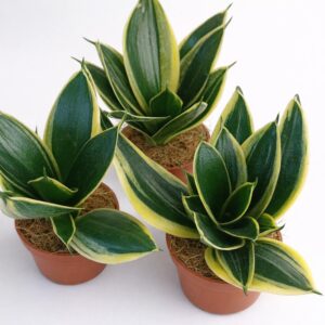 Sansevieria gwinejska Golden Hahnii