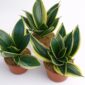 Sansevieria gwinejska Golden Hahnii