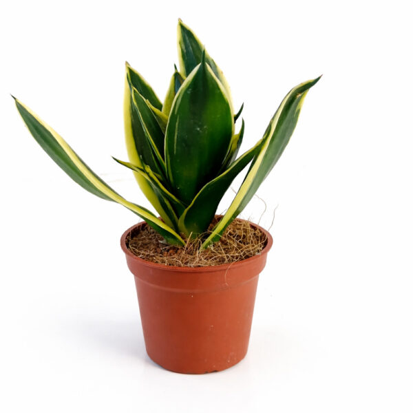 Sansevieria gwinejska Golden Hahnii