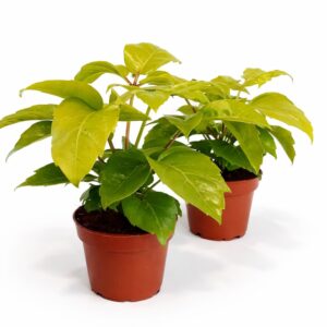 Schefflera actinophylla Golden