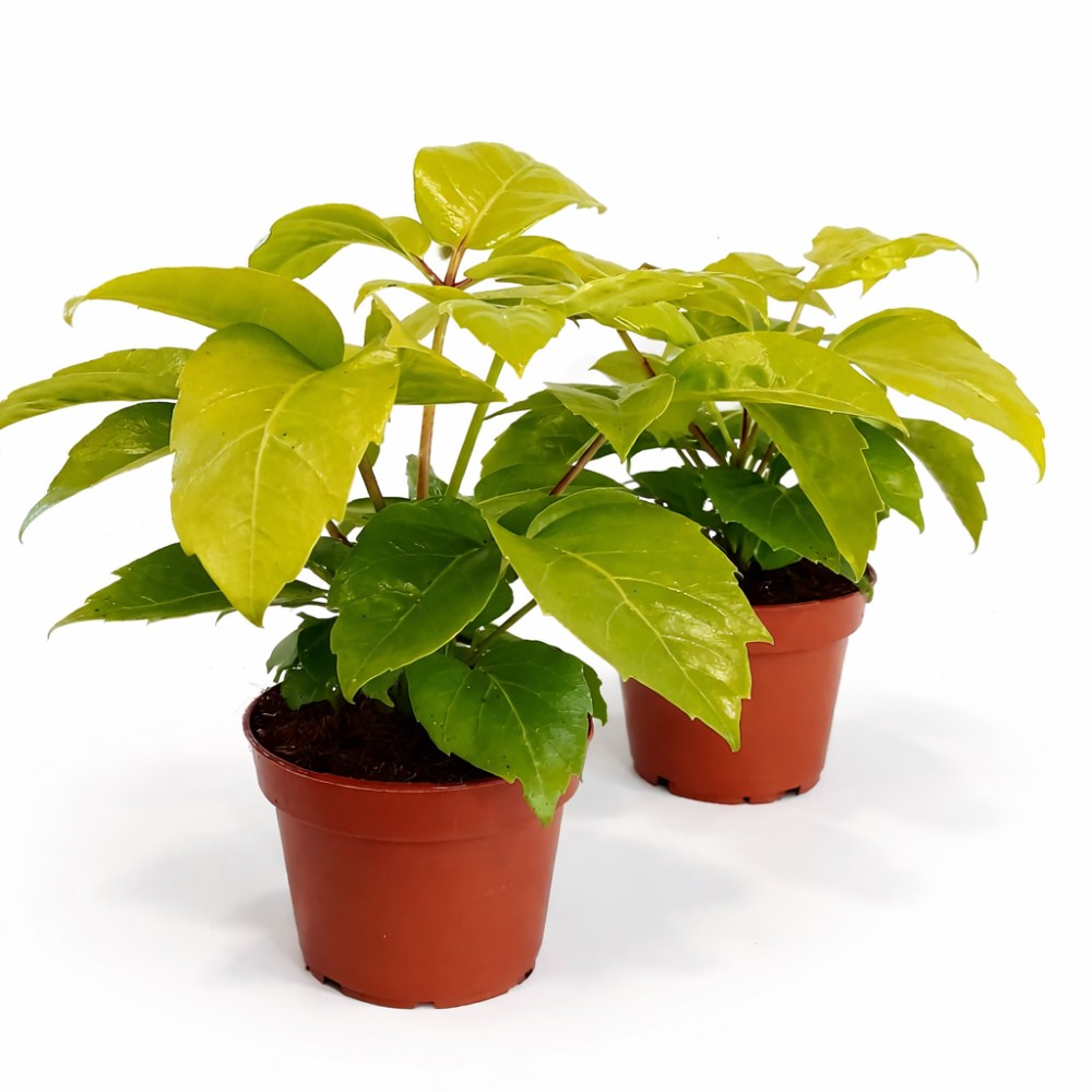 Schefflera actinophylla Golden