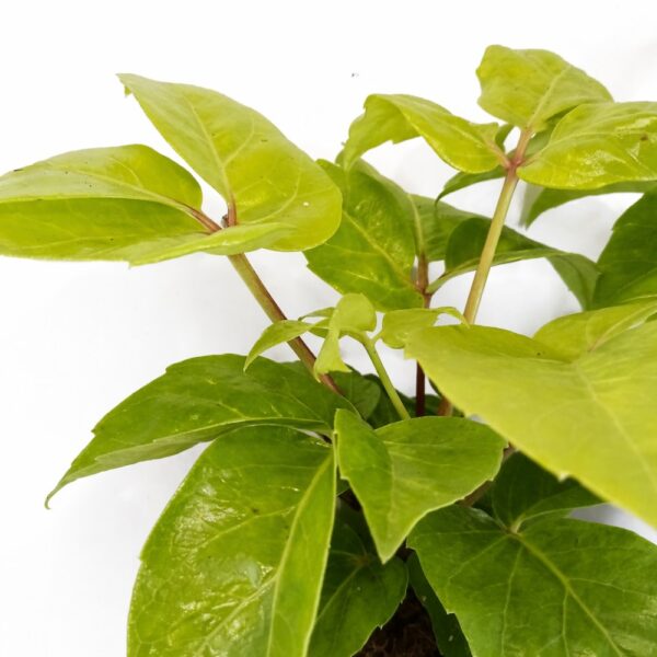 Schefflera actinophylla Golden