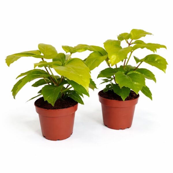 Schefflera actinophylla Golden