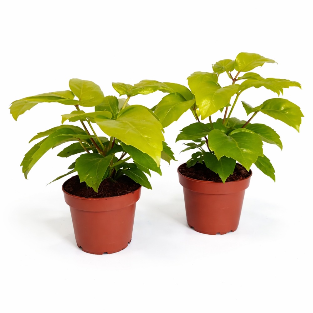 Schefflera actinophylla Golden