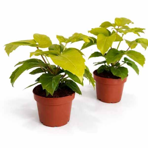 Schefflera actinophylla Golden