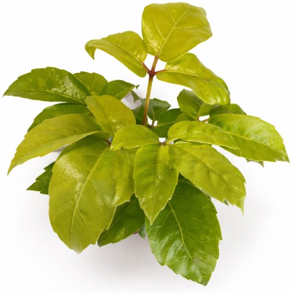 Schefflera actinophylla Golden