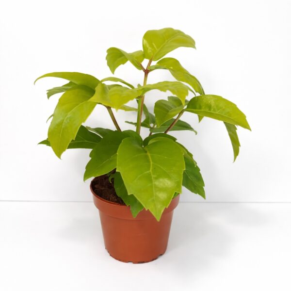 Schefflera actinophylla Golden