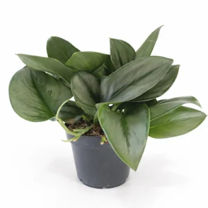 Scindapsus Moonlight