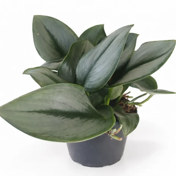 Scindapsus Moonlight