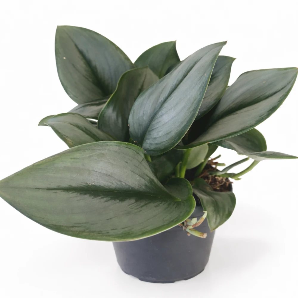 Scindapsus Moonlight