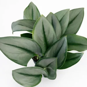 Scindapsus Moonlight