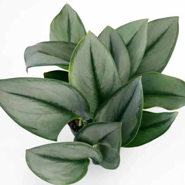 Scindapsus Moonlight Scindapsus Moonlight