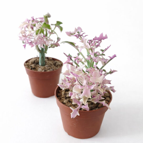 Senecio Articulatus variegata