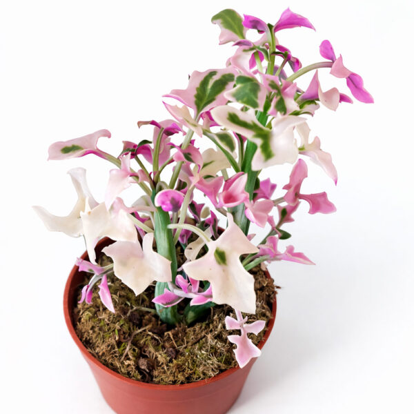 Senecio Articulatus variegata