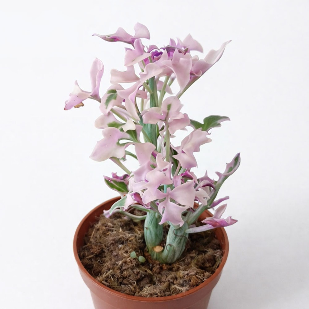 Senecio Articulatus variegata