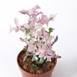 Senecio Articulatus variegata