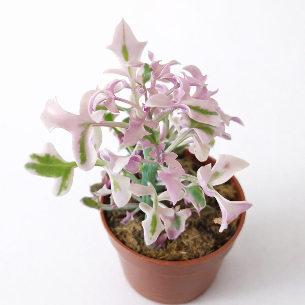 Senecio Articulatus variegata