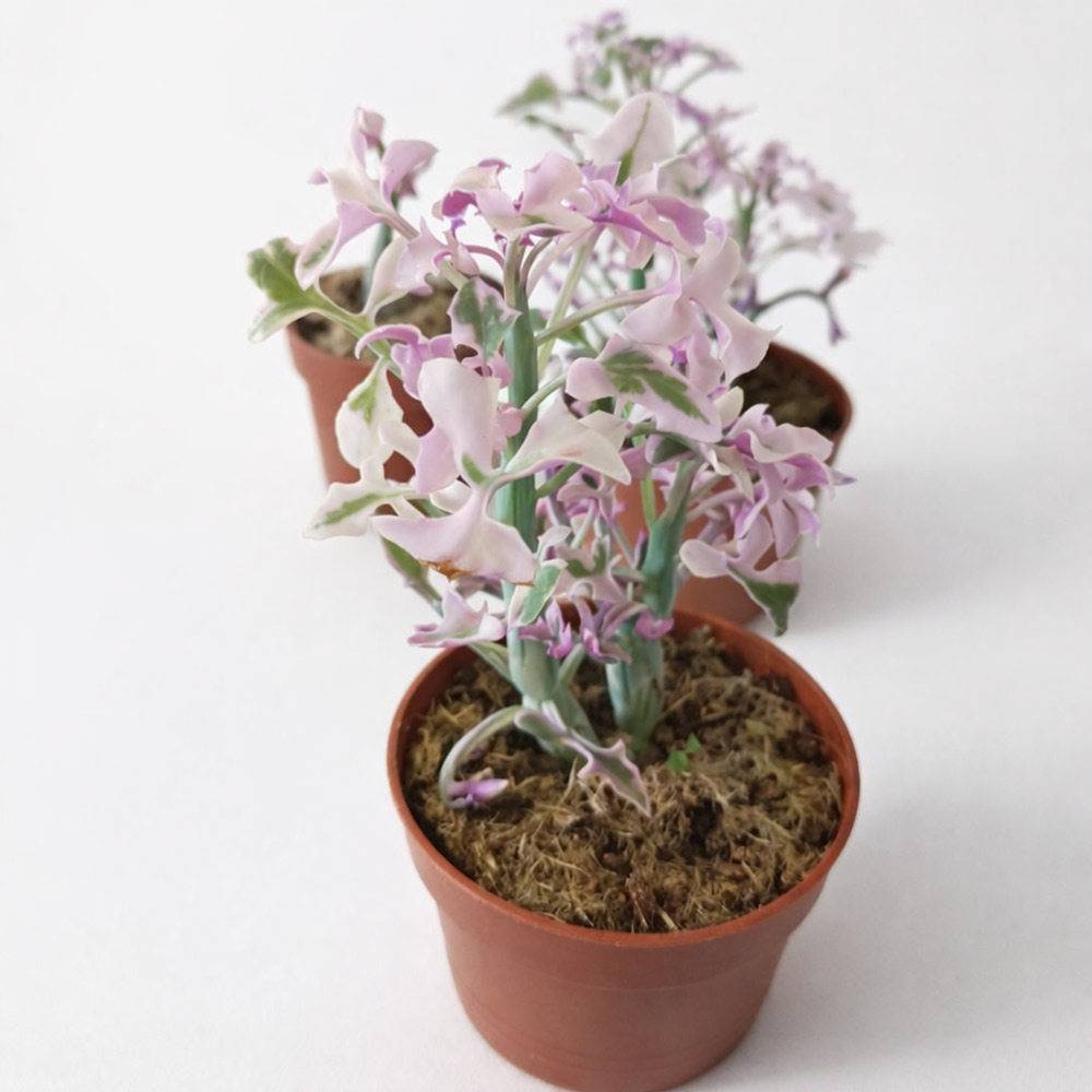 Senecio Articulatus variegata