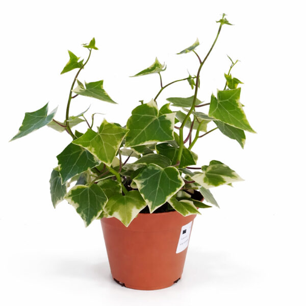 Senecio macro. Variegatus