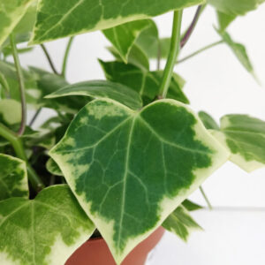 Senecio macro. Variegatus