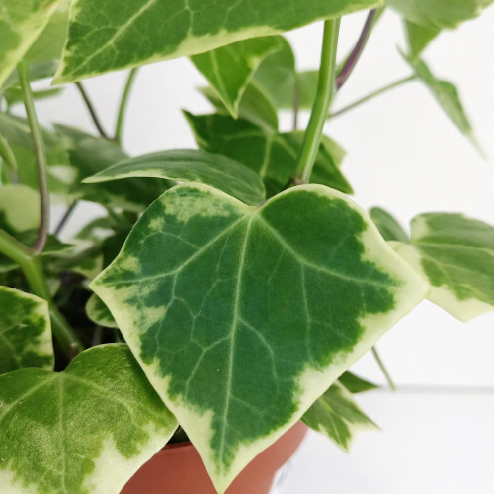 Senecio macro. Variegatus