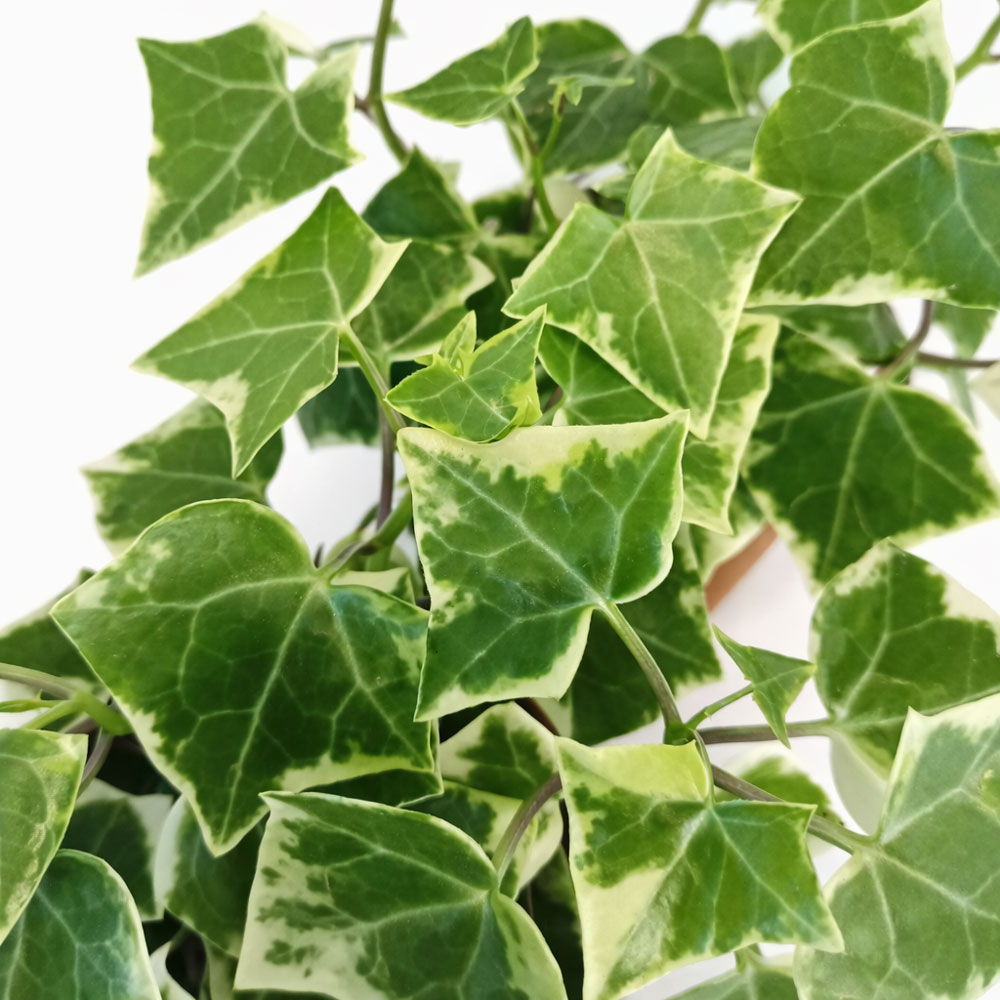 Senecio macro. Variegatus