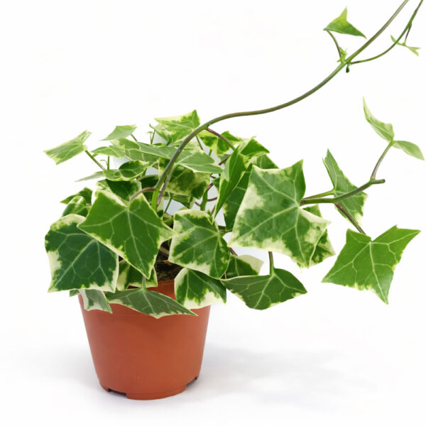 Senecio macro. Variegatus