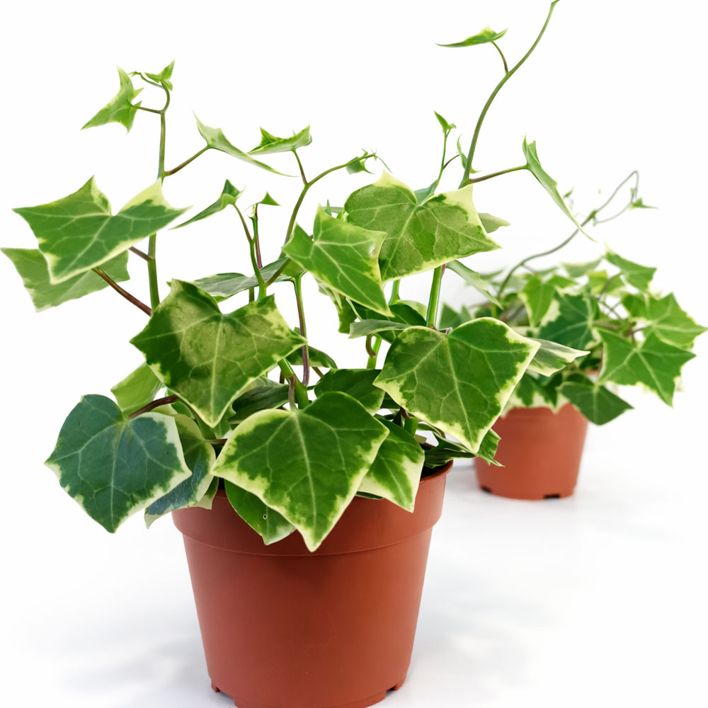 Senecio macro. Variegatus