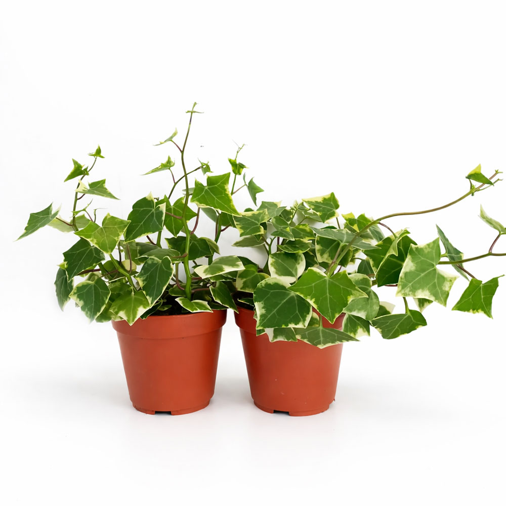 Senecio macro. Variegatus