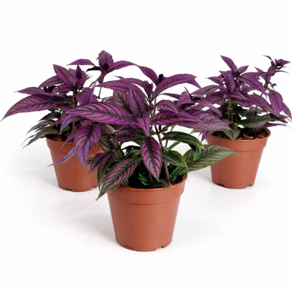 Strobilanthes dyeriana Persian Shield