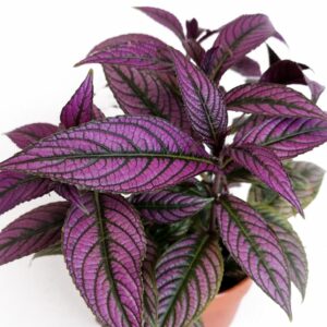 Strobilanthes dyeriana Persian Shield