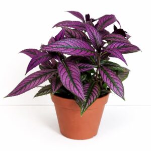 Strobilanthes dyeriana Persian Shield