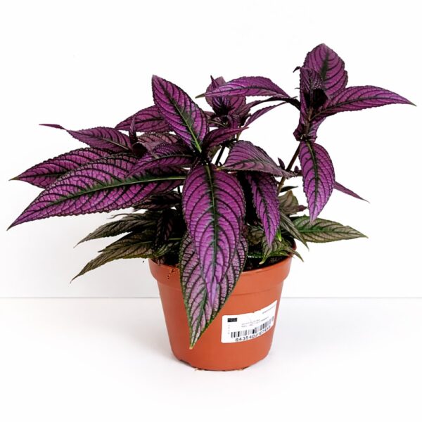 Strobilanthes dyeriana Persian Shield