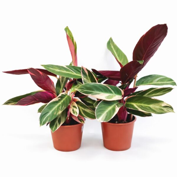 Stromanthe sanguinea Triostar