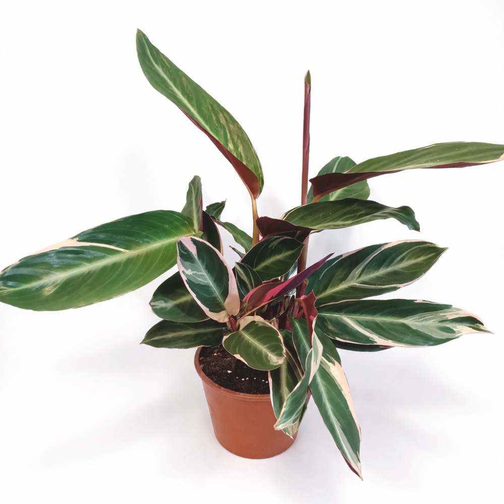 Stromanthe sanguinea Triostar