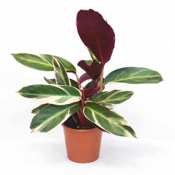 Stromanthe sanguinea Triostar