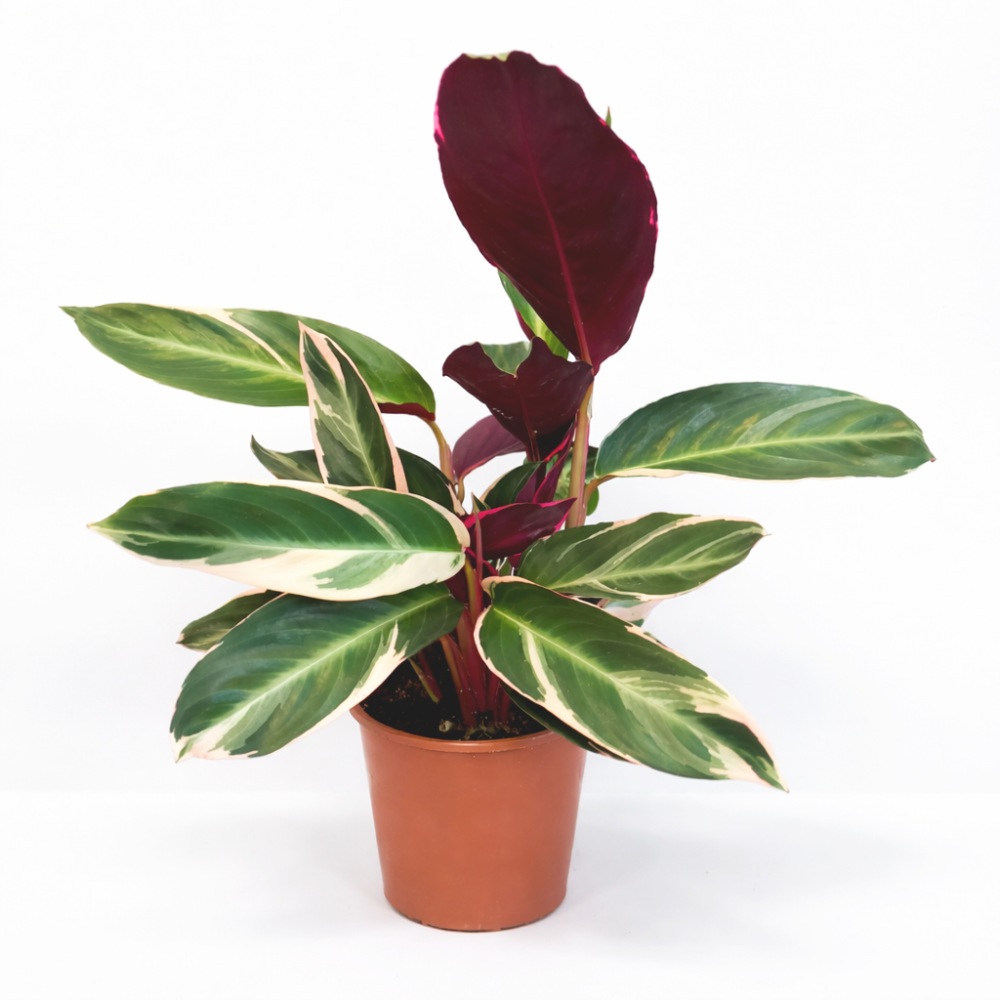 Stromanthe sanguinea Triostar