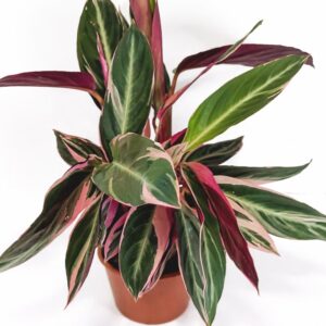 Stromanthe sanguinea Triostar