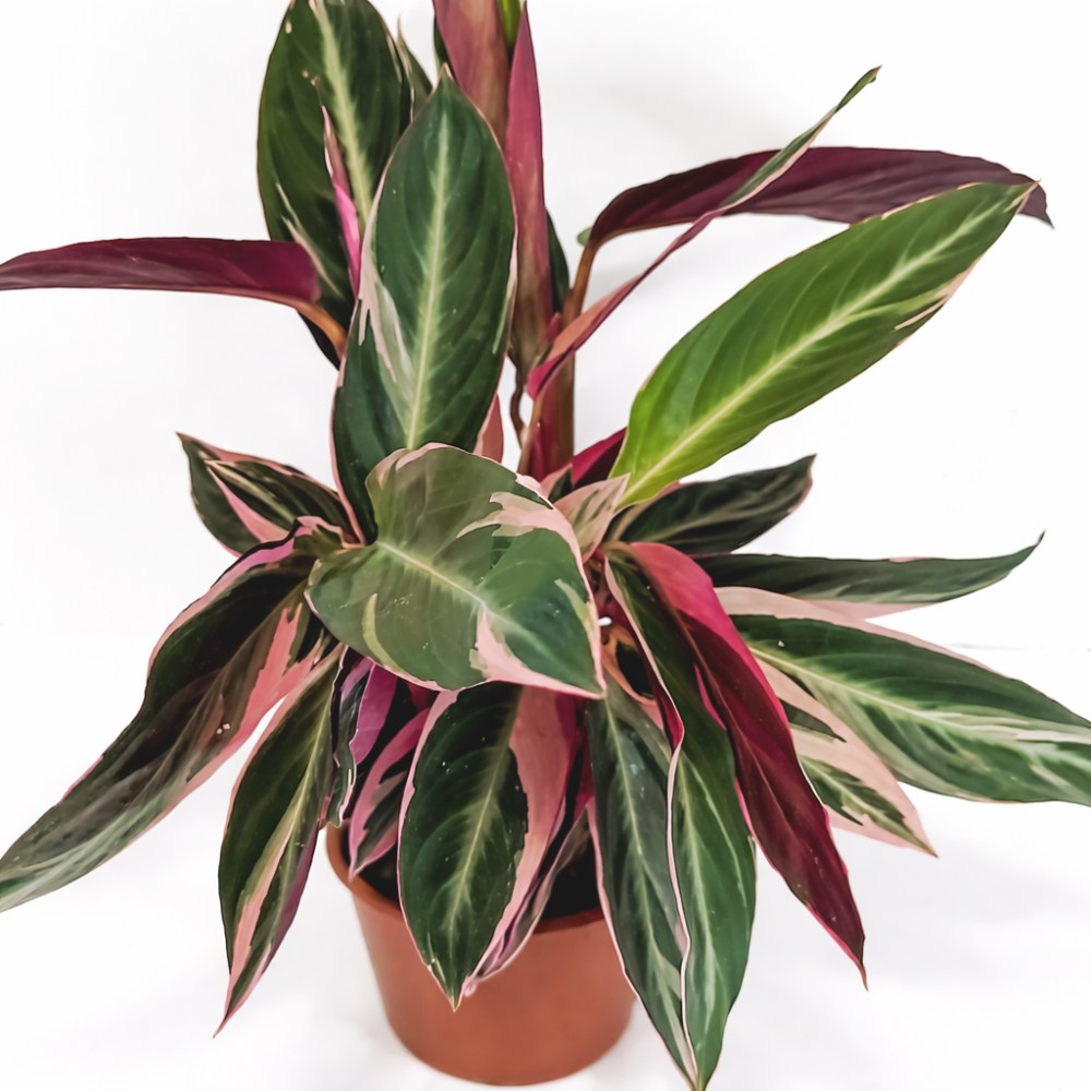 Stromanthe sanguinea Triostar