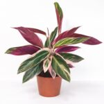 Stromanthe sanguinea Triostar