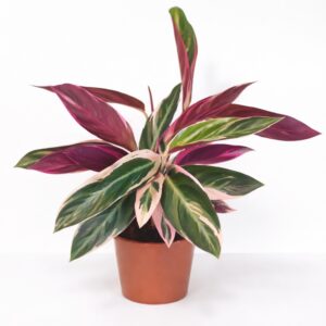 Stromanthe sanguinea Triostar