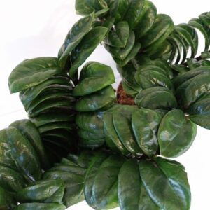 Zamioculcas-Zenzi