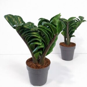 Zamioculcas-Zenzi