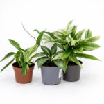 Zestaw roślin do salonu-Srebrna Dżungla